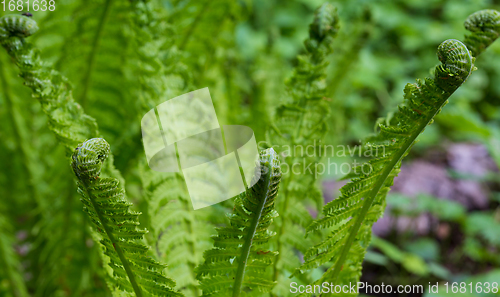 Image of Fresh ferns with frondsin springtime