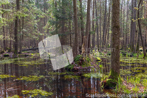 Image of Springtime alder-bog forest