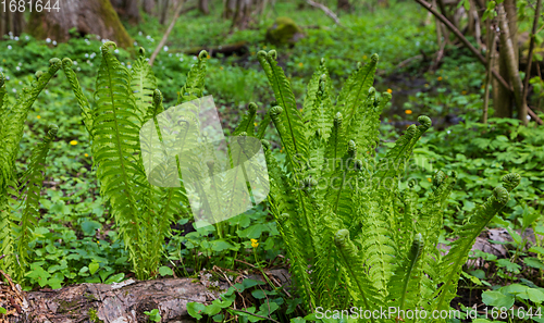 Image of Fresh ferns with frondsin springtime