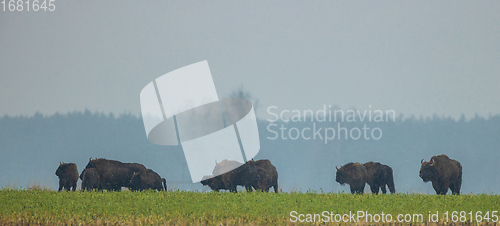 Image of European Bison herd feeding in snowy field