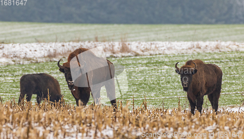 Image of European Bison herd feeding in snowy field