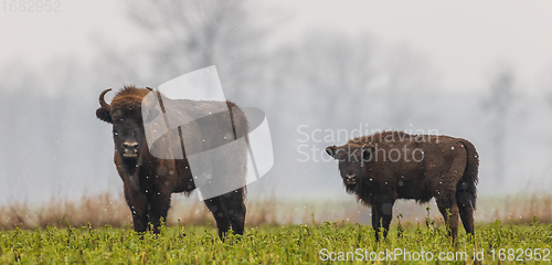 Image of European Bison herd feeding in snowy field