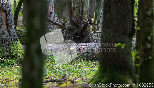 Image of Old broken spruce log lying in background