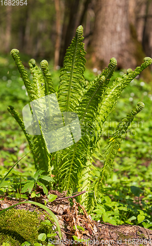 Image of Fresh ferns with frondsin springtime