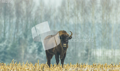 Image of European Bison female feeding in snowy field