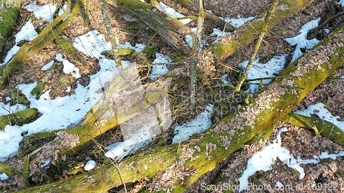 Image of Partle declined broken oak tress in spring