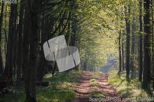 Image of Ground road crossing fresh green springtime forest