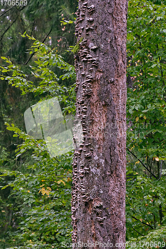 Image of Bunch of autumnal fungus