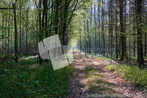 Image of Ground road crossing fresh green springtime forest