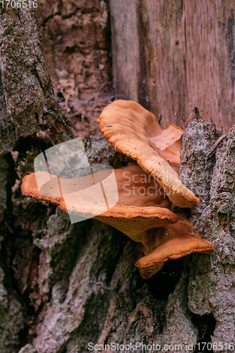 Image of Bunch of autumnal fungus