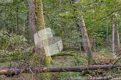 Image of Autumnal mixed tree stand with old spruce trees