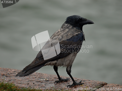 Image of hooded crow