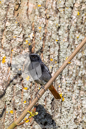 Image of Black Redstart in springtime
