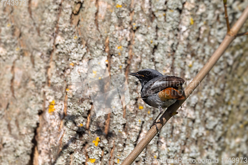 Image of Black Redstart in springtime