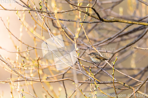 Image of small song bird Willow Warbler, Europe wildlife