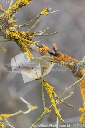 Image of small song bird Willow Warbler, Europe wildlife