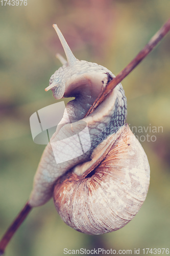 Image of Garden snail (Helix aspersa)