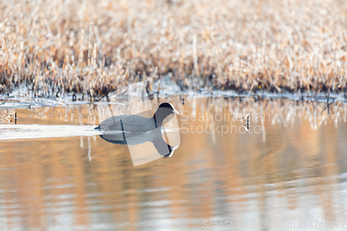 Image of Bird Eurasian coot Fulica atra