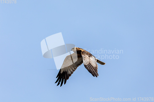 Image of Marsh Harrier, Birds of prey, Europe Wildlife