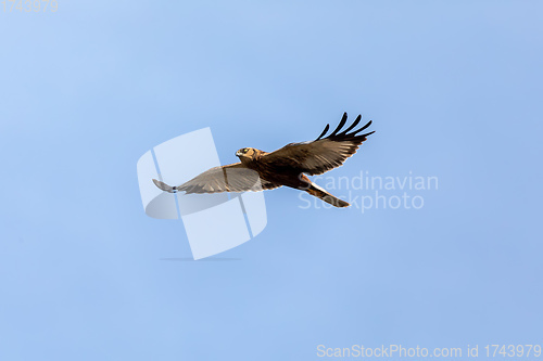 Image of Marsh Harrier, Birds of prey, Europe Wildlife