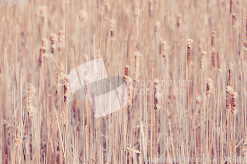 Image of orange reeds in spring time