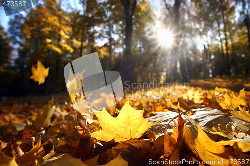 Image of Autumn leaf