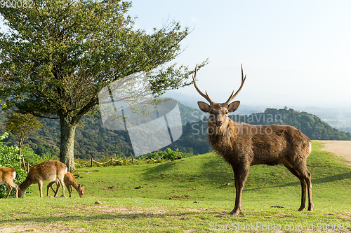 Image of Deer buck