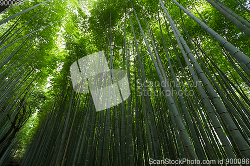 Image of Bamboo forest with morning sunlight