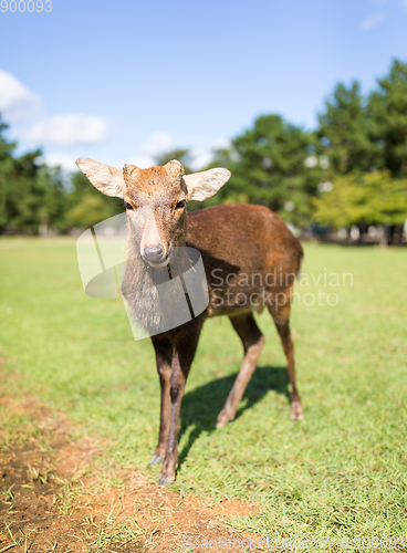 Image of Red Deer 