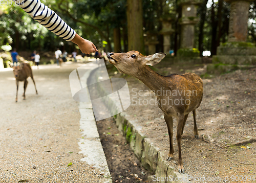 Image of Feeding of the deer