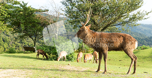 Image of Stag deer