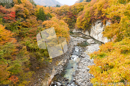 Image of Beautiful Autumn forest and river in Japan