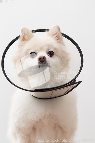 Image of White Pomeranian with collar