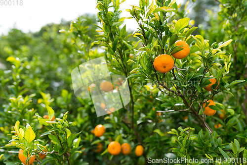 Image of Persimmon tree