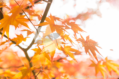 Image of Maple tree in orange