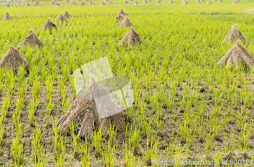 Image of Paddy rice field