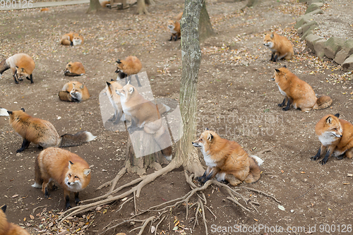 Image of Group of red fox