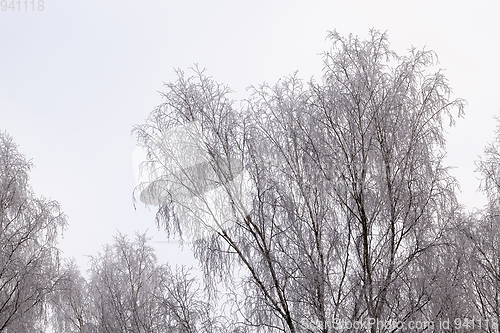 Image of Photographed winter forest