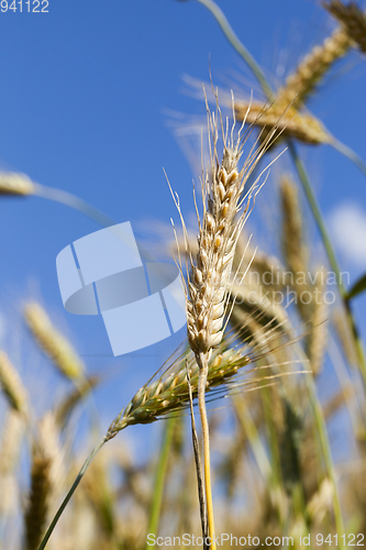 Image of golden wheat field