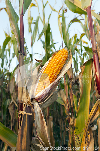 Image of Ripe corn cob
