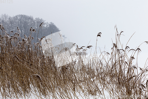 Image of Dry plants in winter