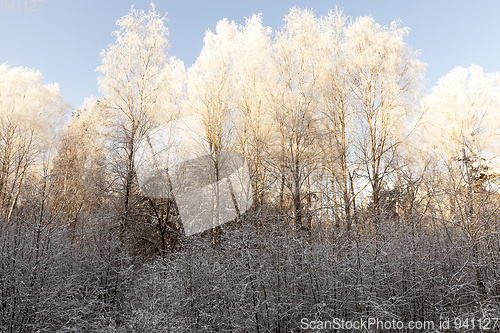 Image of hoarfrost on the branches of trees