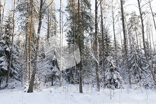 Image of Trees in winter