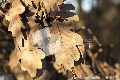 Image of Dry oak leaves