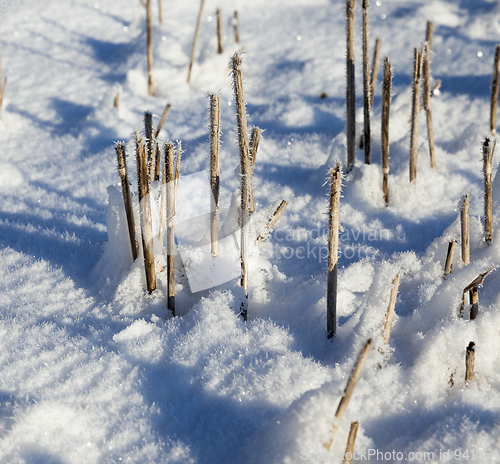 Image of Snow covered field