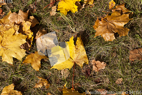Image of Yellow foliage, autumn