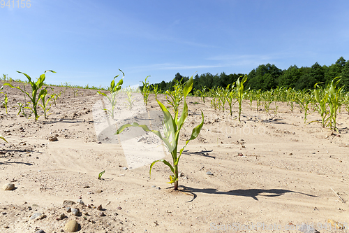 Image of first sprouted corn