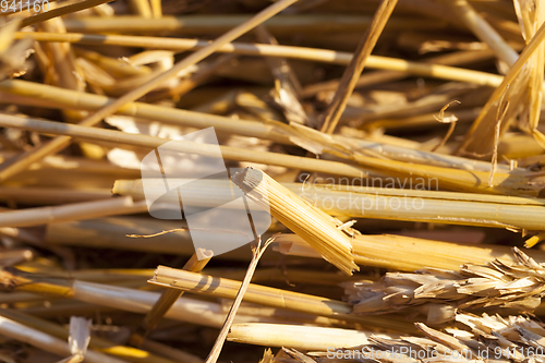 Image of dry yellow straw