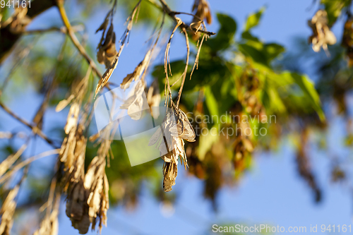 Image of Dry maple seeds