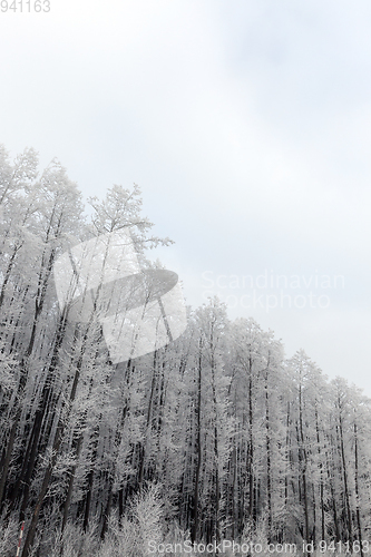 Image of Winter forest, frost